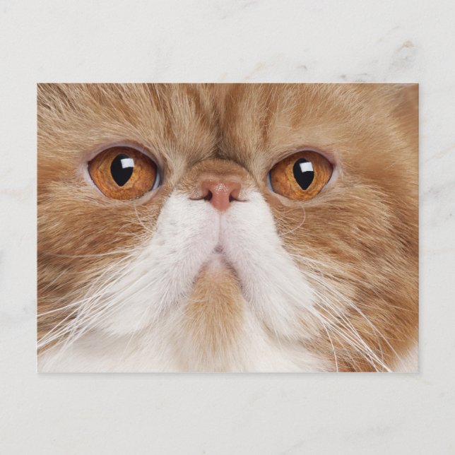 Postal Shorthair exótico (2,5 años) (Anverso)