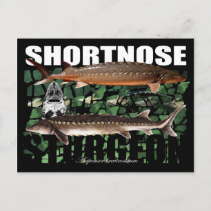 Postal ShortnoseCollage-PCard