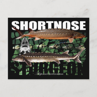 Postal ShortnoseCollage-PCard