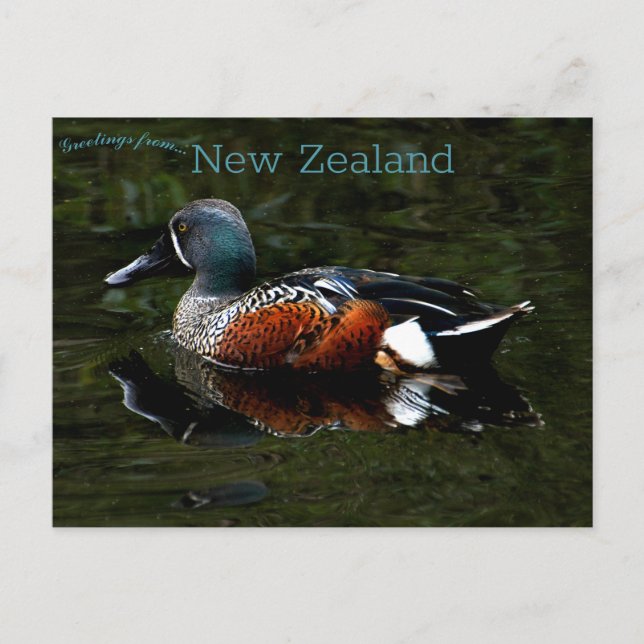 Postal Shoveler Duck Nueva Zelanda (Anverso)
