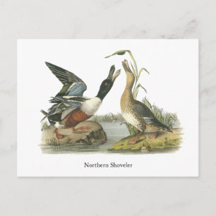 Postal Shoveler septentrional, John Audubon