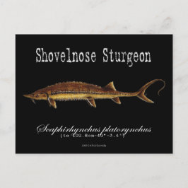 Postal Shovelnose Sturgeon-Black-Postcard