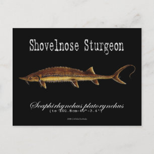 Postal Shovelnose Sturgeon-Black-Postcard