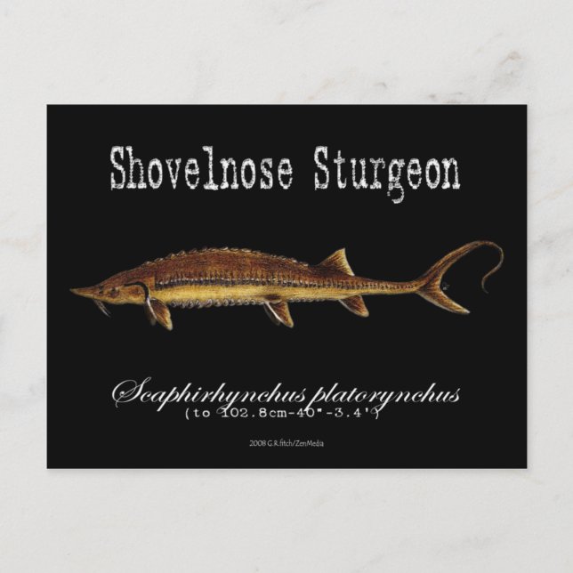 Postal Shovelnose Sturgeon-Black-Postcard (Anverso)