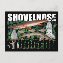 Shovelnose Sturgeon-Collage-Postcard