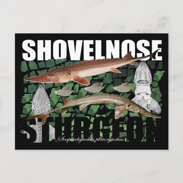 Postal Shovelnose Sturgeon-Collage-Postcard (Anverso)