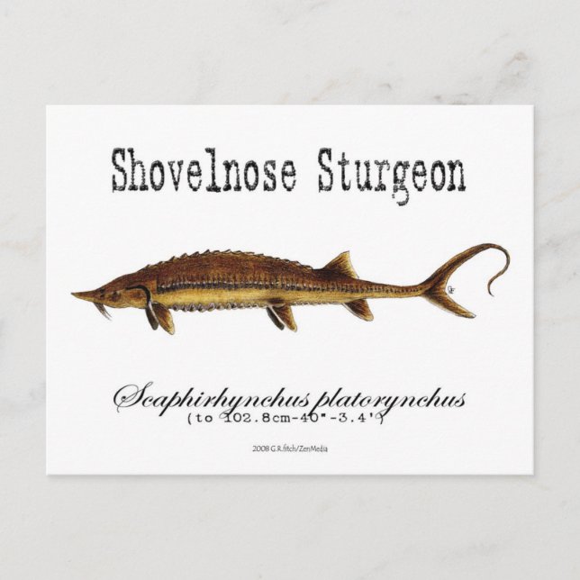 Postal Shovelnose Sturgeon-White-Postcard (Anverso)