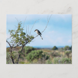 Postal Shrike del Norte
