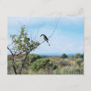 Postal Shrike del Norte