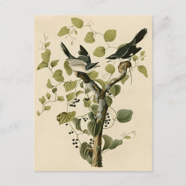 Postal Shrike Loggerhead de Audubon (Anverso)