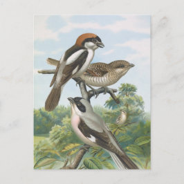 Postal Shrikes Vintage Bird Ilustracion