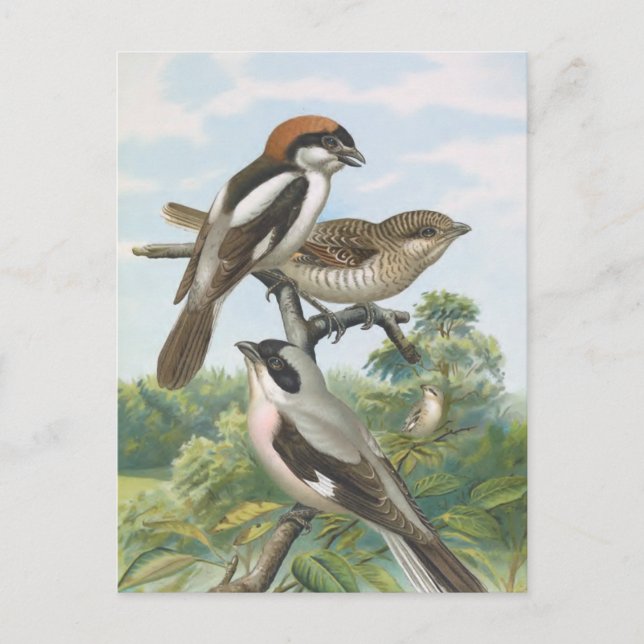 Postal Shrikes Vintage Bird Ilustracion (Anverso)
