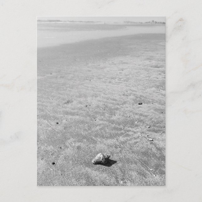 Postal Shy Hermit Crab (Anverso)