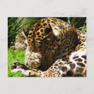 Postal Shy Leopard
