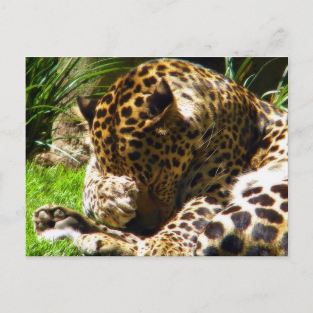 Postal Shy Leopard (Anverso)
