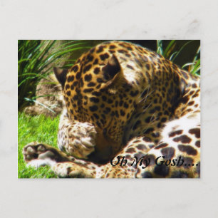 Postal Shy Leopard me olvida no