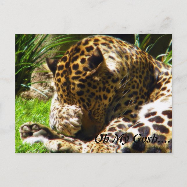 Postal Shy Leopard me olvida no (Anverso)