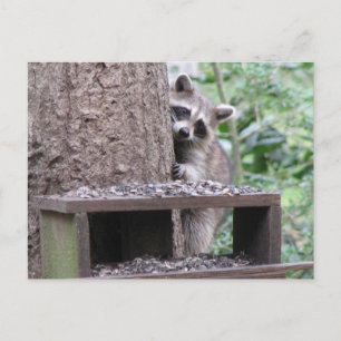 Postal Shy Raccoon Postcard