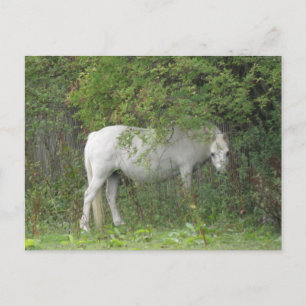 Postal Shy White Horse Postcard