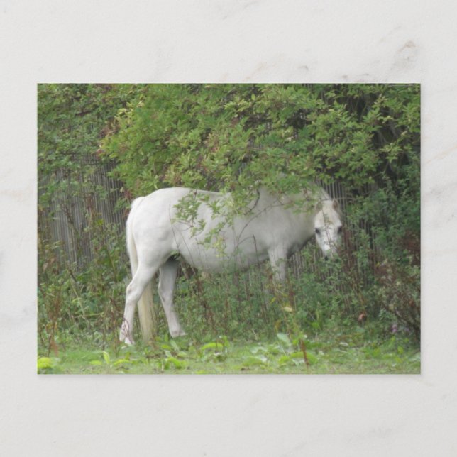 Postal Shy White Horse Postcard (Anverso)