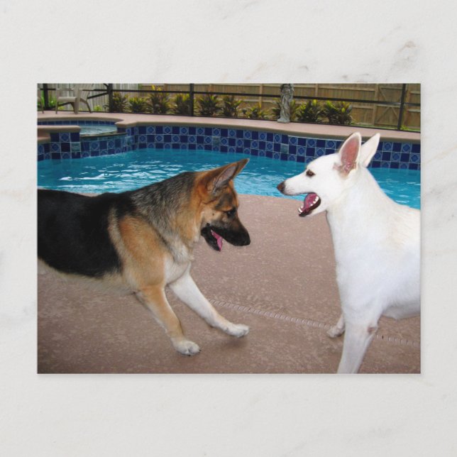 Postal Sí Su Majestad ~ Postcard (Anverso)