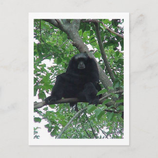 Postal Siam Gibbon