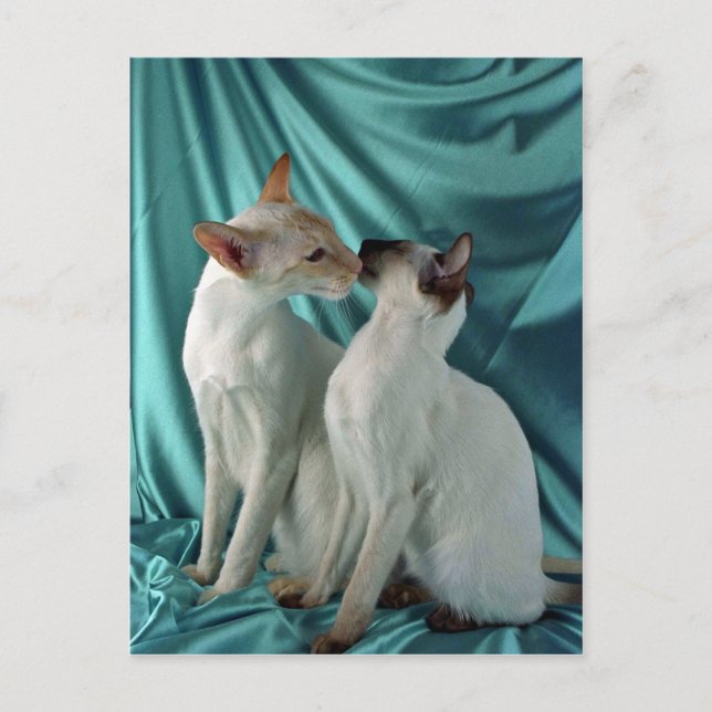 Postal Siamés, punto rojo y punto de cierre (Anverso)