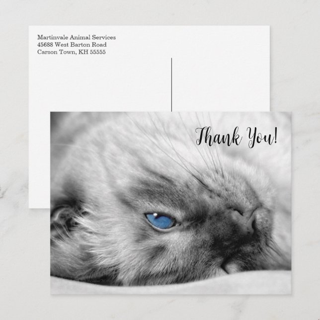 Postal Siamese Blue Eyed Cat Thank You (Anverso / Reverso)