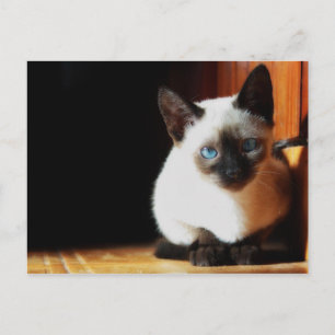 Postal Siamese Kitten