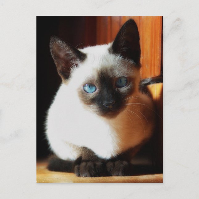 Postal Siamese Kitten (Anverso)