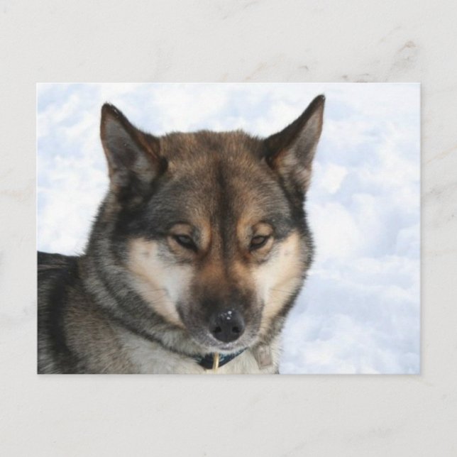 Postal Siberian_Husky_agutí (Anverso)
