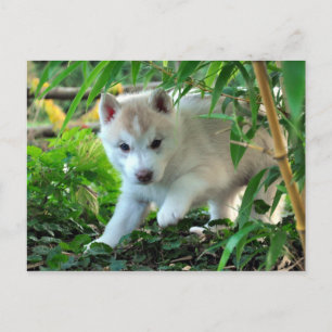 Postal Siberian Husky Puppy