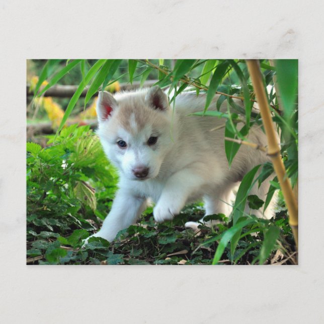 Postal Siberian Husky Puppy (Anverso)
