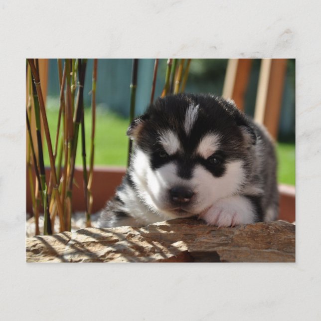 Postal Siberian Husky Puppy with Bamboo (Anverso)