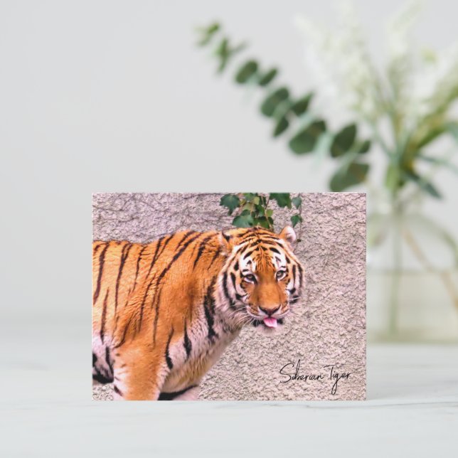 Postal Siberian Tiger (Anverso de pie)