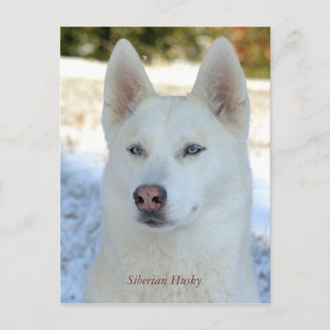 postal siberiana blanca (Anverso)