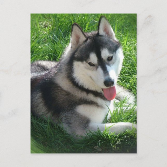 Postal siberiana Husky Dog (Anverso)
