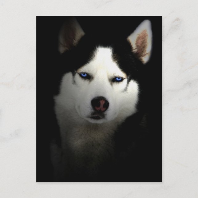 Postal Sibirien Husky (Anverso)