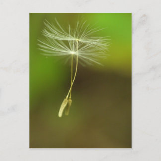 Postal Siéntete libre - semillas de Dandelion voladoras