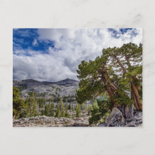 Postal Sierra Juniper y árboles de hoja perenne