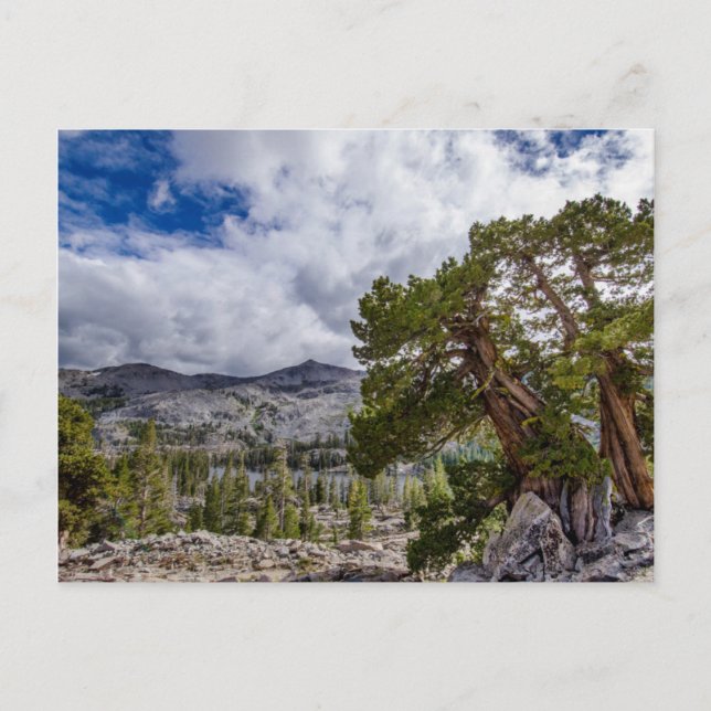Postal Sierra Juniper y árboles de hoja perenne (Anverso)