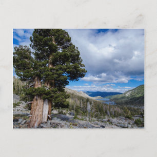 Postal Sierra Juniper y Árboles Eververdes 2