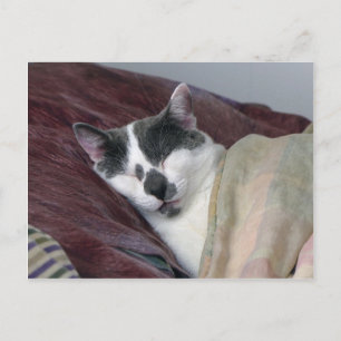 Postal Siesta de Gato