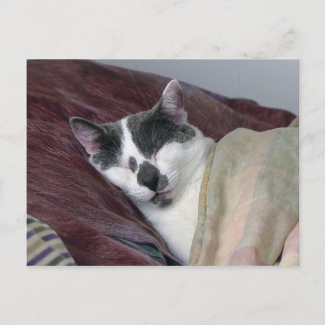 Postal Siesta de Gato (Anverso)