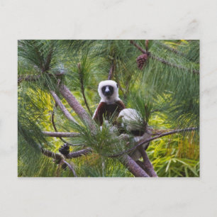 Postal Sifaka de Coquerel en el bosque