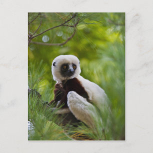 Postal Sifaka de Coquerel en el bosque 2