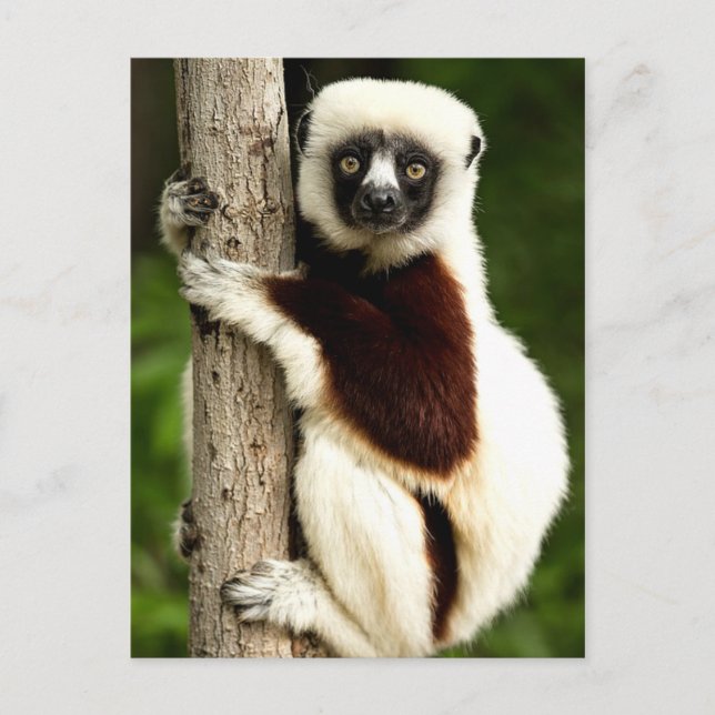 Postal Sifaka Lemur en el bosque de Madagascar (Anverso)