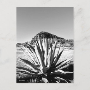 Postal Siglo en Fort Davis