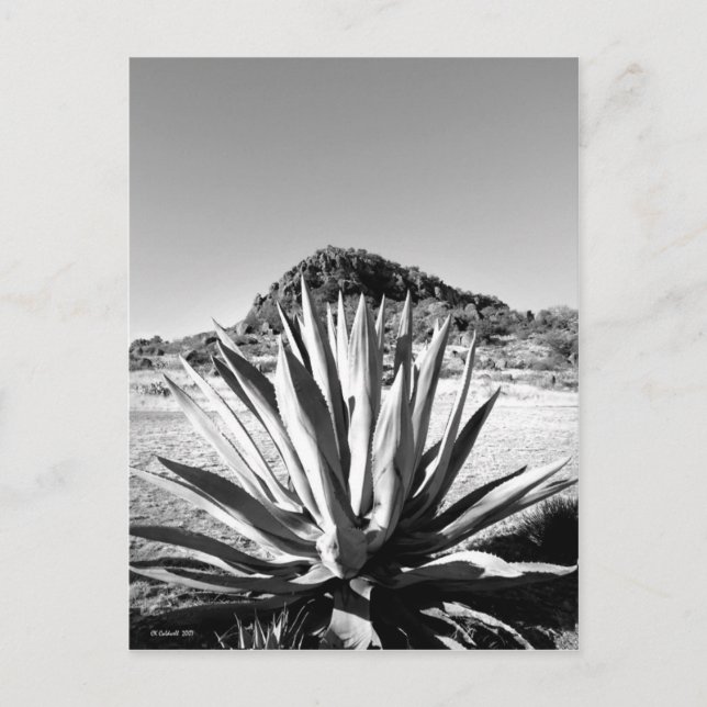 Postal Siglo en Fort Davis (Anverso)