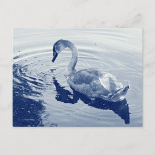 Postal Signet Swan - Cyanotype digital